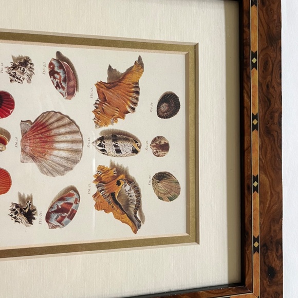 Framed Shell Print - Picture 4 of 7